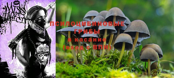 ГАЛЛЮЦИНОГЕННЫЕ ГРИБЫ Инта
